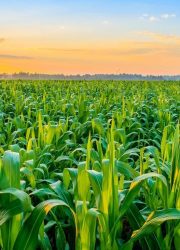 1_JGzG0Jhgs-OrMCH1-Qj2MA