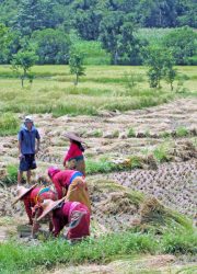 Farmers harvesting paddy crops in Amreni Phant of Byas Municipality-1 in Tanahun district on Wednesday, June 22, 2016. Photo: Madan Wagle
