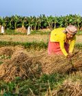 Woman-rice-field-Chitwan-district-Nepal-2015