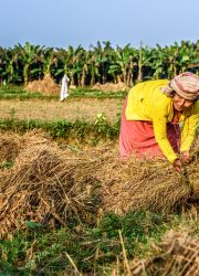 Woman-rice-field-Chitwan-district-Nepal-2015