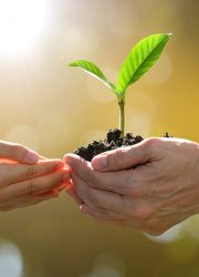 planting-envanto-elements